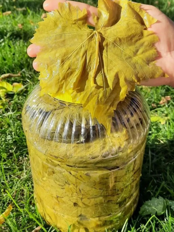 Salamura Asma Yaprak 5'lik Bidon